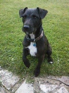 patorjack|Patterjack Dog Breed Information .